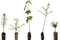 Bonsai Tree Bundle | Collection of 5 Live Tree Seedlings | The