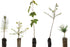 Bonsai Tree Bundle | Collection of 5 Live Tree Seedlings | The