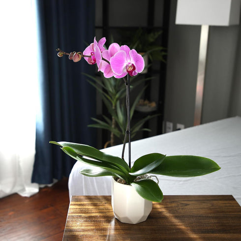 20-24" Purple Phalaenopsis Live Orchid Plant Lover Gift & White Orchid Pot, Tall, Live Plant Gift, Fresh Orchids Plants