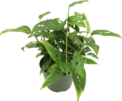 Swiss Cheese Plant - 6'' from California Tropicals