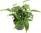 Swiss Cheese Plant - 6'' from California Tropicals