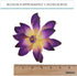 3 Count Global Sugar Art Tranquil Water Sugar Cake Flowers, Purple by Chef Alan Tetreault