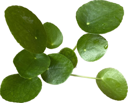 4-Inch 6-inch (4" Chinese Money Plant Live - Pilea peperomioides Live Plant | Easy Care Indoor Houseplant | Air