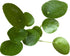 4-Inch 6-inch (4" Chinese Money Plant Live - Pilea peperomioides Live Plant | Easy Care Indoor Houseplant | Air