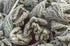 (100g) Health Embassy White Horehound Herb | Marrubium Vulgare L | Herbal Tea