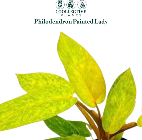 4 CoollectivePlants Philodendron Painted Lady Live Indoor Plant in Grower Pot, Easy Care Tropical Houseplant, Low