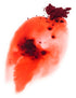 Red Radish Powder Dust | Natural & Watersoluble Food Dye | 1.76oz/50g for Kitchen or Cocktails