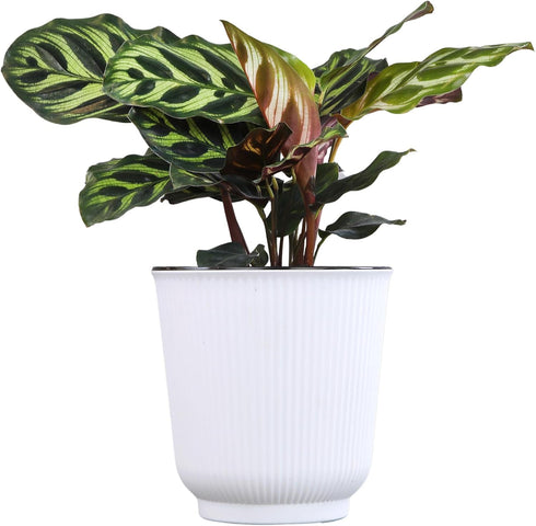 4 Inch Altman Plants Calathea Live Plant Decor, Makoyana Prayer Plant in White Plastic Plant Pot, Easy Plant Gift, Pet