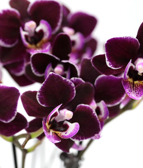 2.5" Green Circle Growers Purple Mini Orchid in White Ceramic Pot, Live Indoor Plants, House Plant