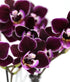 2.5" Green Circle Growers Purple Mini Orchid in White Ceramic Pot, Live Indoor Plants, House Plant