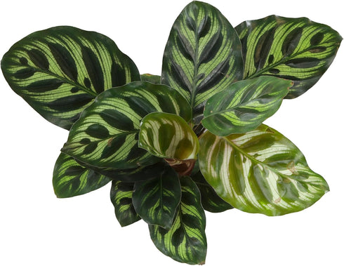 4 Inch Altman Plants Calathea Live Plant Decor, Makoyana Prayer Plant in White Plastic Plant Pot, Easy Plant Gift, Pet