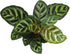 4 Inch Altman Plants Calathea Live Plant Decor, Makoyana Prayer Plant in White Plastic Plant Pot, Easy Plant Gift, Pet