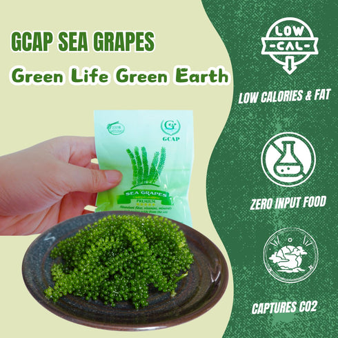 GCAP Sea Grapes – PREMIUM, 4.23 OZ of 6 Packs, Dehydrated Seaweed, Umibudo, Green Caviar, Lato Seaweed Superfood