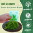 GCAP Sea Grapes – PREMIUM, 4.23 OZ of 6 Packs, Dehydrated Seaweed, Umibudo, Green Caviar, Lato Seaweed Superfood