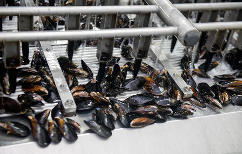 3.92 oz. 2 Pack Matiz Espaa Mussels in Extra Virgin Olive Oil & Apple Cider Vinegar | - | Handcrafted in Galicia, Spain