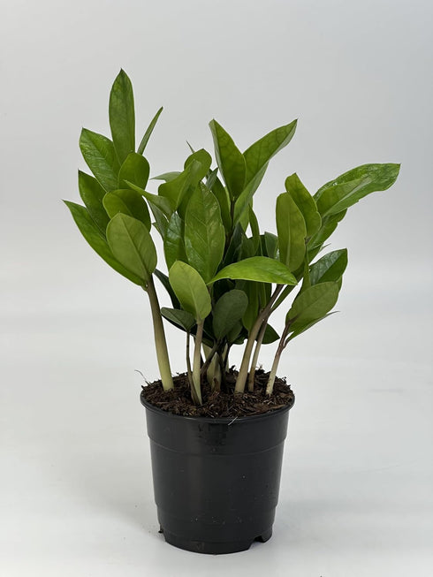 5 Live ZZ Plant in White Duo-Tone Decorative Metal Pot | Indoor Houseplant, Easy Care| Low Maintenance Plant