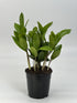 5 Live ZZ Plant in White Duo-Tone Decorative Metal Pot | Indoor Houseplant, Easy Care| Low Maintenance Plant