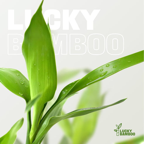 10 18 Set Lucky Bamboo Stalks Live Indoor Plant Perfect for Low-Light Spaces (Glass Container Not Included)