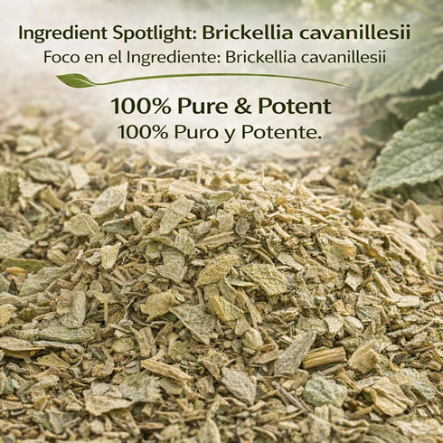 4 oz (113g) 100% Prodigiosa Herbal Tea Natural Mexican Herb Wildcrafted Brickellia Vegan, Non-GMO Loose Leaf Herbal