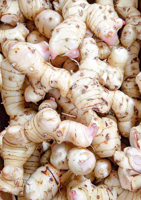 (1) Fresh Galangal from Hawaii
