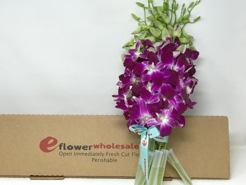 (10 eflowerwholesale - Premium Cut Purple Orchids stems without Vase) (Support Small Business)