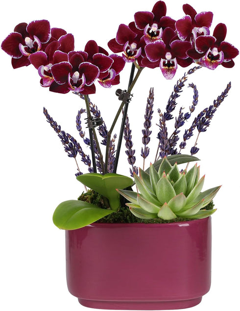 Green Circle Growers 4" Mini Purple Orchid and Succulent Garden with Lavender