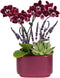 Green Circle Growers 4" Mini Purple Orchid and Succulent Garden with Lavender