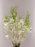 20 Elegant Stems of Fresh White Dendrobium Orchids - Perfect for Any Occasion