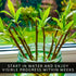 7 Beta Bucks John Bamboo Willow Bonsai Forest Willow Bonsai Cuttings for DIY Mini Tree Garden, Fast Rooting Live Plant