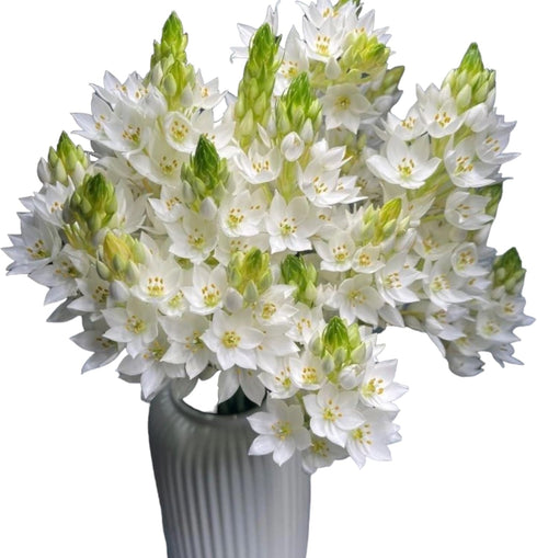 20 WANGBINYU Stems Ornithogalum Fresh Cut Flowers Blooms of Star of Bethlehem Bouquet Prime Delivery LA FLOWER MARKET