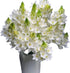 20 WANGBINYU Stems Ornithogalum Fresh Cut Flowers Blooms of Star of Bethlehem Bouquet Prime Delivery LA FLOWER MARKET