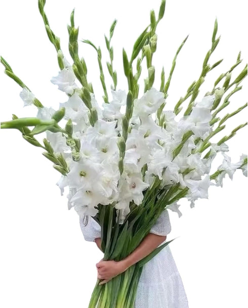 Cassiolina 10 Fresh Cut Gladiolus Flowers, Long Stem Bouquet, Stems, Sword Lily for Home Wedding Party Vase Decor