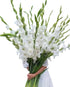 Cassiolina 10 Fresh Cut Gladiolus Flowers, Long Stem Bouquet, Stems, Sword Lily for Home Wedding Party Vase Decor