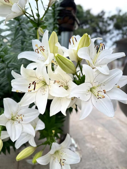 Cassiolina 10) Fresh Cut Asiatic Lily Flowers Elegant Lily Bouquet for Vase Home Decor Wedding Party Floral Arrangement