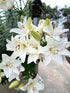 Cassiolina 10) Fresh Cut Asiatic Lily Flowers Elegant Lily Bouquet for Vase Home Decor Wedding Party Floral Arrangement