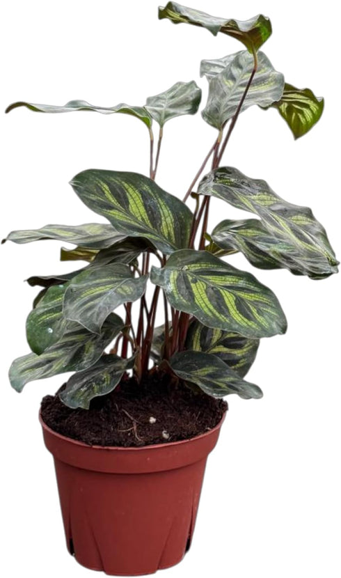 Calathea Makayona Live Plant in 4" Pot Prayer Plant Indoor Houseplant, Pet