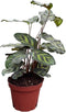 Calathea Makayona Live Plant in 4" Pot Prayer Plant Indoor Houseplant, Pet