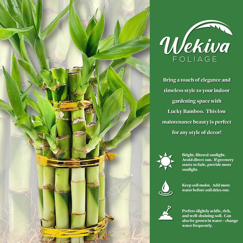 6 Inch Lucky Indoor Bamboo Tower - Live Plant - Ships Bare Root - Approx Tall Multileveled Stalks - Air Purifying