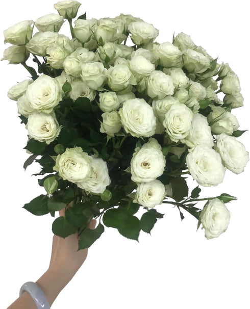 18 Stems White Spray Roses Fresh Cut Flowers White Mini Roses Florist Selected Multi Bloom Stems for Bouquets Weddings