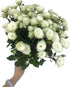 18 Stems White Spray Roses Fresh Cut Flowers White Mini Roses Florist Selected Multi Bloom Stems for Bouquets Weddings