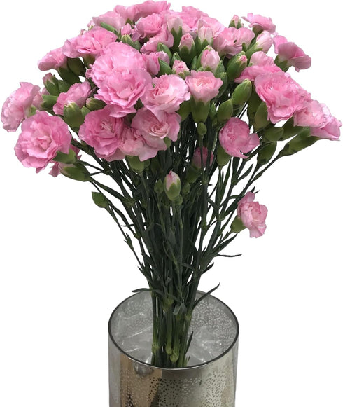 19 Stems Pink Mini Carnations Fresh Cut Flower Bouquet Gifts for Birthday Anniversary Friendship and Love