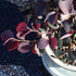 3 8-12 Inches Brussel's Bonsai - Live Chinese Fringe Flower Bonsai Tree, Outdoor Bonsai Tree Live Plant in Decorative