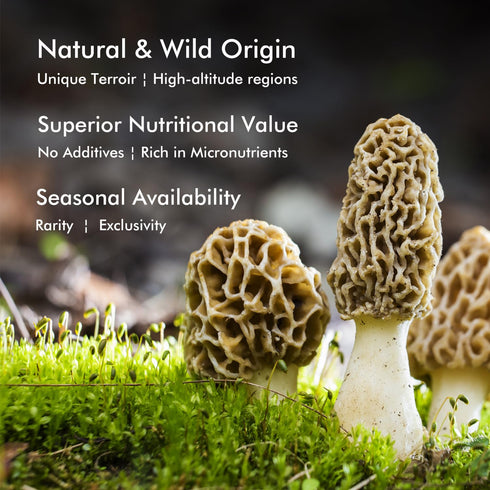 2oz, (56.7g) VIGOROUS MOUNTAINS Premium Dried Wild Morel Mushrooms Wild Harvested, Earthy Flavor & Rich Umami-Perfect