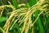 3 Food to Live Organic Long Grain White Rice, Pounds Non-GMO, Vegan, Kosher. Easy to Cook. Stays Separate and Fluffy.