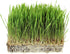 1 Lb Organic Non-GMO Whole Oat Grain Seeds (With Husk Intact)- Re-Sealable Pouch- Oats Seed Grains, for Sprouting, Oat