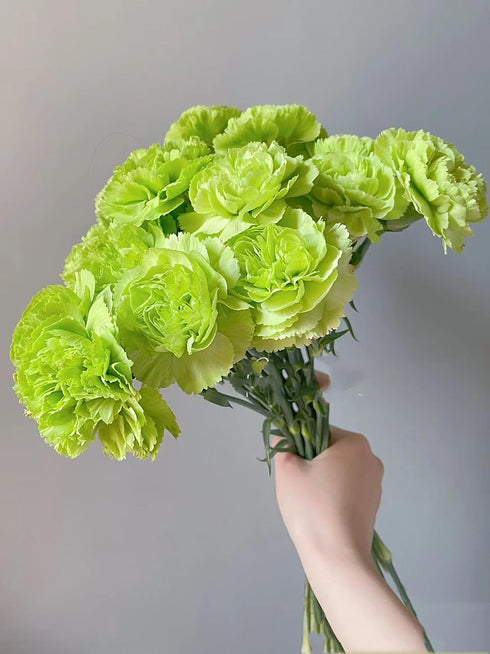 38 Green Carnation Flowers Hydroponic Flower Arrangement Mothers Day Gift Home Decor Birthday Anniversary Healing