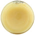 6.7 oz Ginger People Organic Minced Ginger