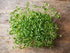 Food to Live Organic Broccoli Sprouts Powder, 4 Ounces, Non-GMO, Kosher, Vegan Superfood