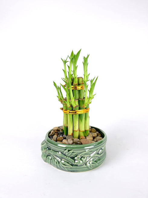 Lucky Bamboo Tower with Ceramic Frog Pot - Unique Home Decor