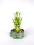 Lucky Bamboo Tower with Ceramic Frog Pot - Unique Home Decor